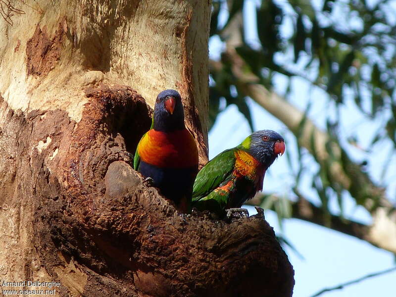 Rainbow Lorikeetadult, Reproduction-nesting