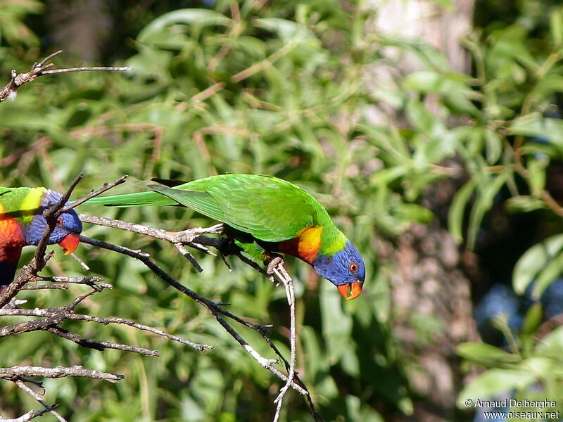 Rainbow Lorikeet