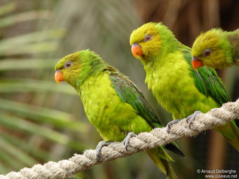 Olive-headed Lorikeet