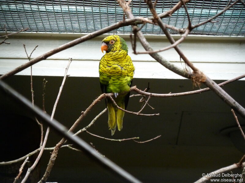 Loriquet jaune et vert