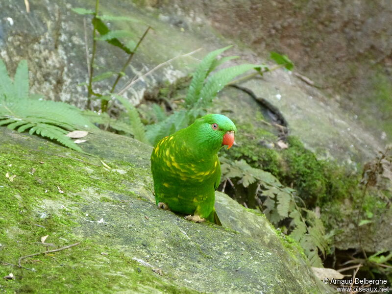 Scaly-breasted Lorikeet