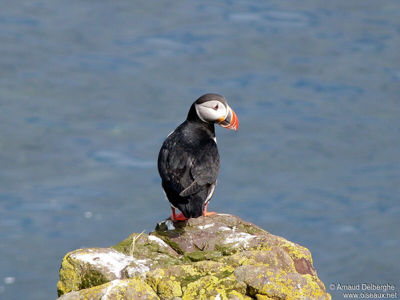 Atlantic Puffin