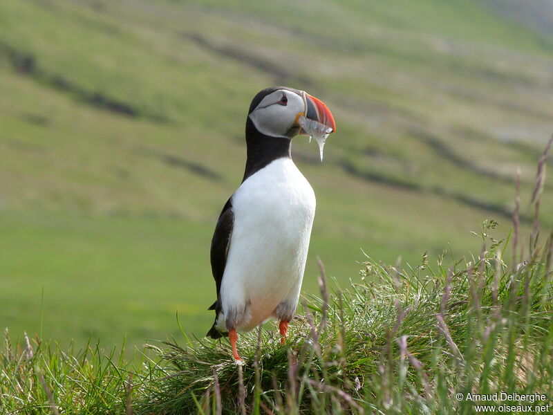 Atlantic Puffin