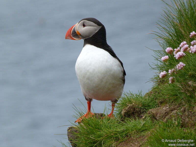 Atlantic Puffin