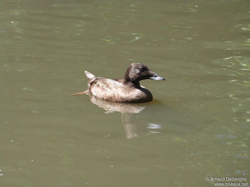 Macreuse brune femelle