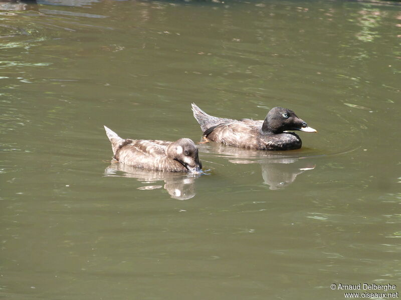 Velvet Scoter