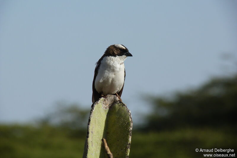 White-browed Sparrow-Weaver