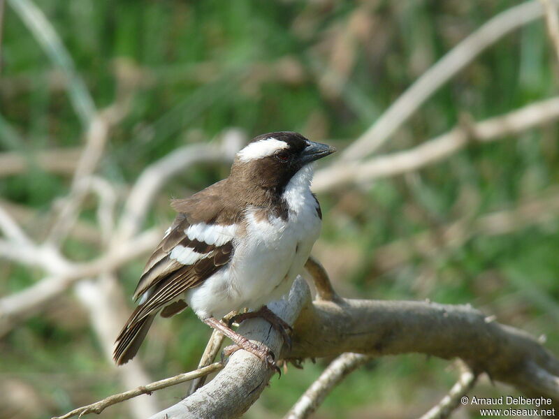 White-browed Sparrow-Weaver