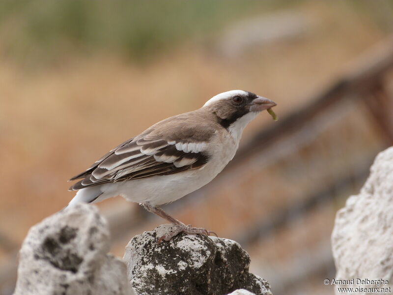 White-browed Sparrow-Weaver