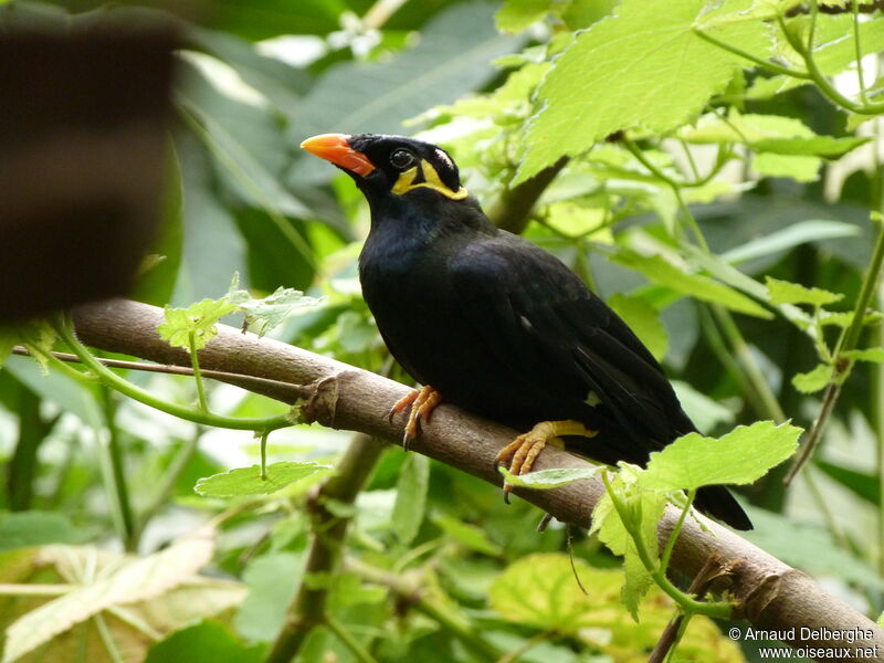 Common Hill Myna