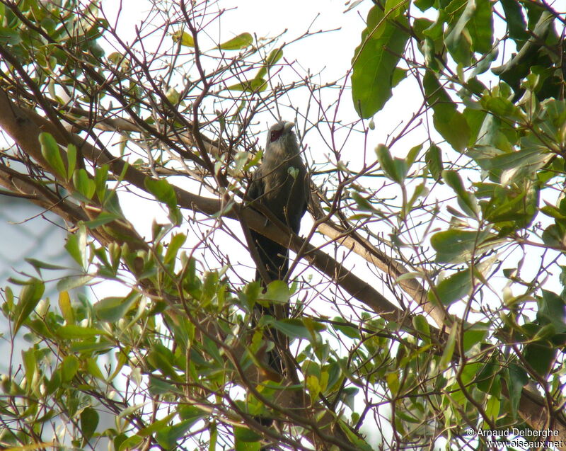 Green-billed Malkoha