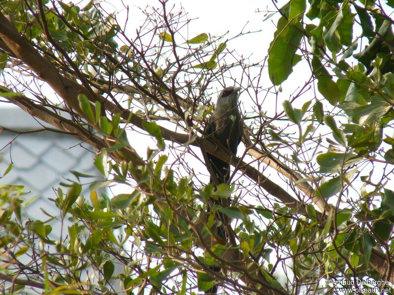 Green-billed Malkoha