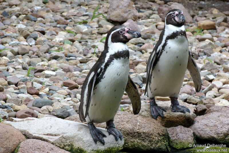 Humboldt Penguin