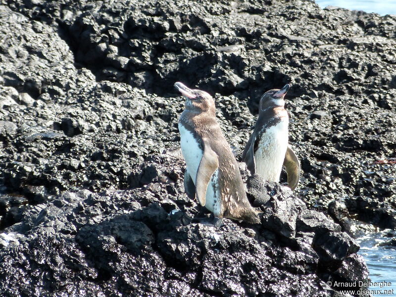 Galapagos Penguin