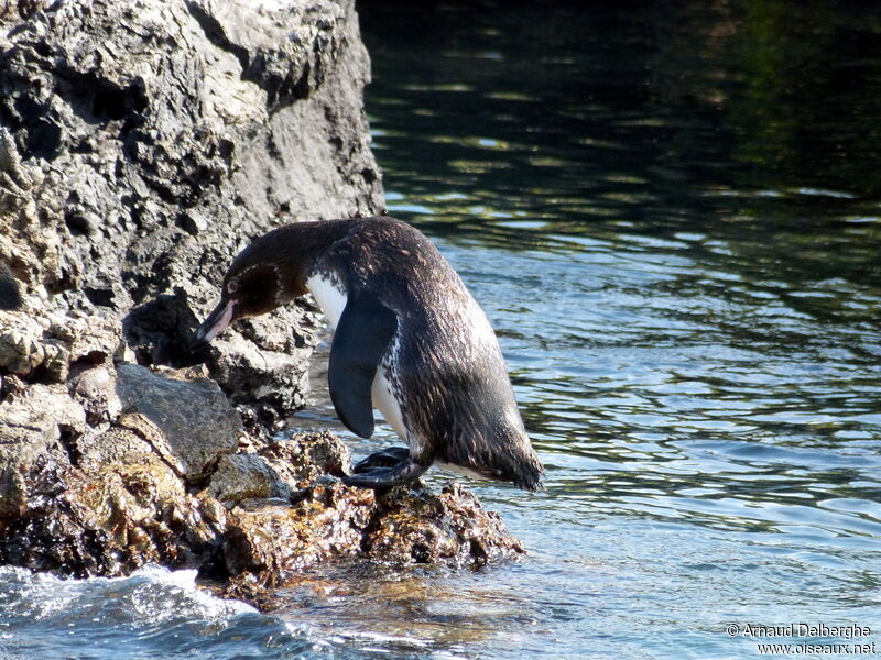 Galapagos Penguin