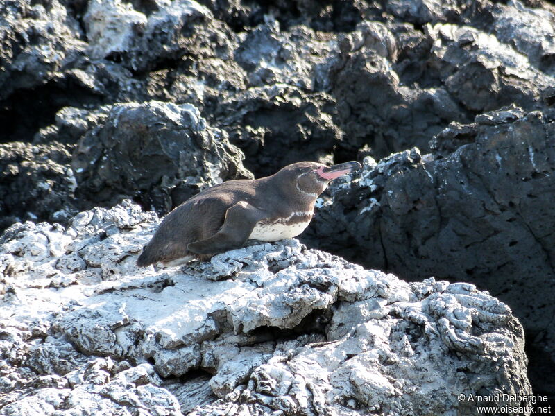 Galapagos Penguin