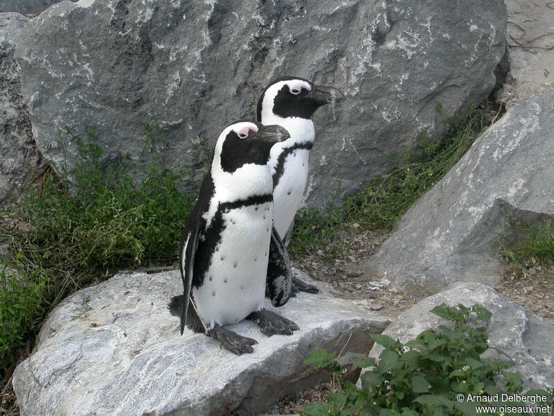 African Penguin