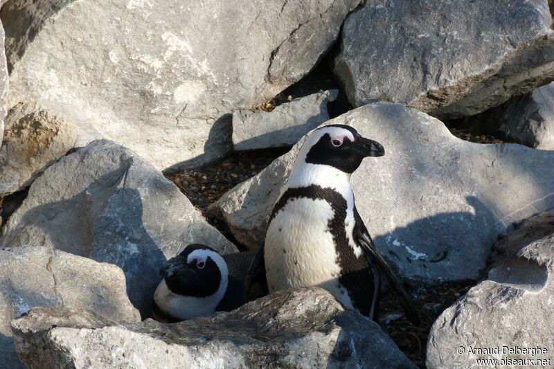 African Penguin