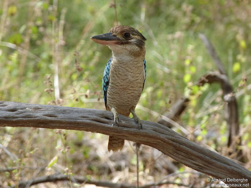 Martin-chasseur à ailes bleues