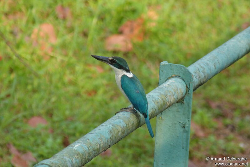 Collared Kingfisher