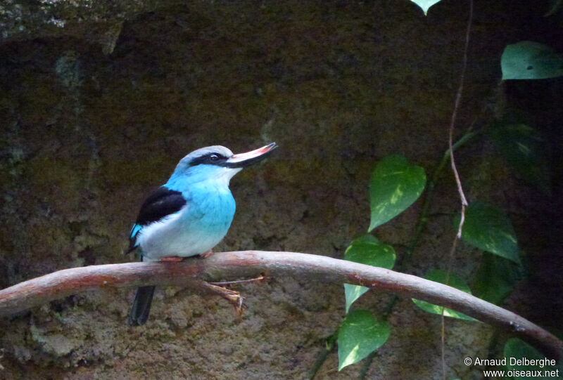 Blue-breasted Kingfisher