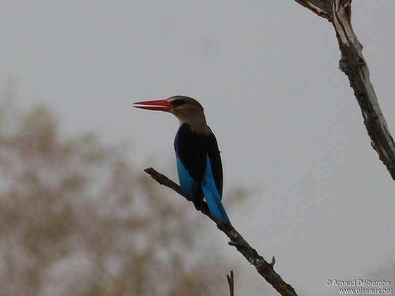 Grey-headed Kingfisher