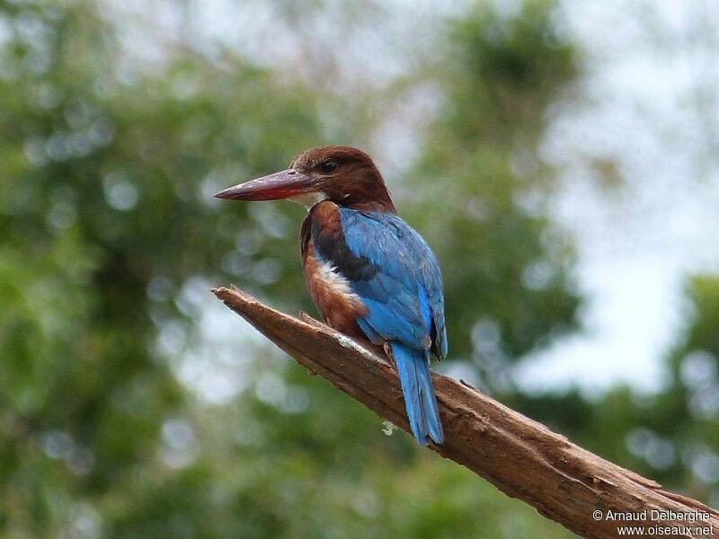 White-throated Kingfisher