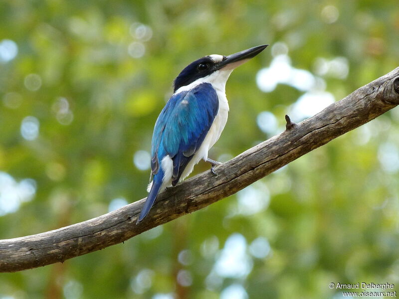 Forest Kingfisher