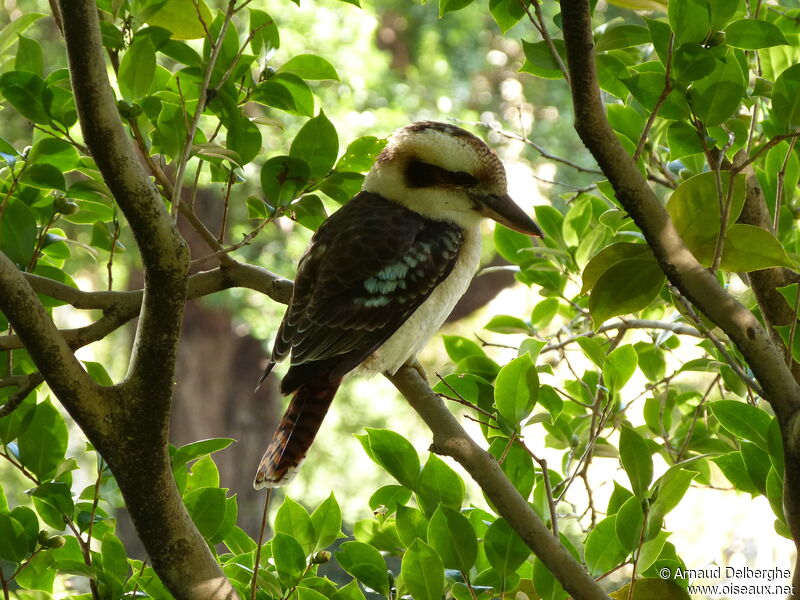 Laughing Kookaburra