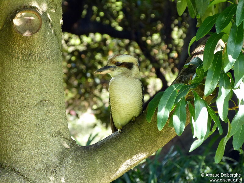 Laughing Kookaburra