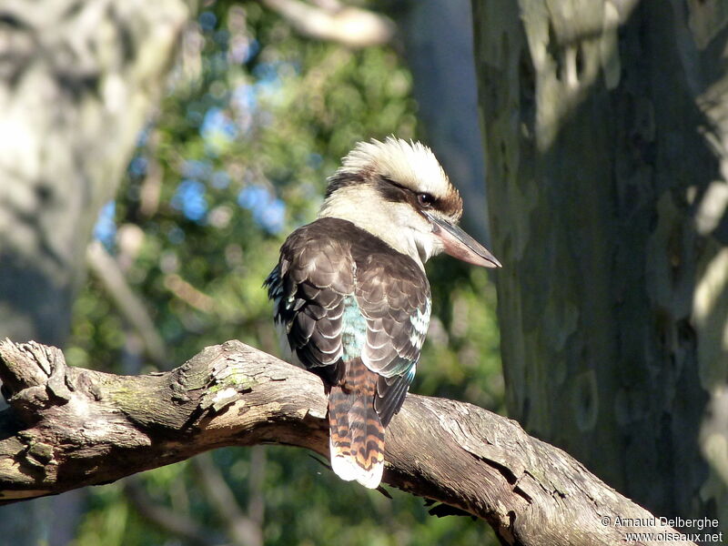 Laughing Kookaburra