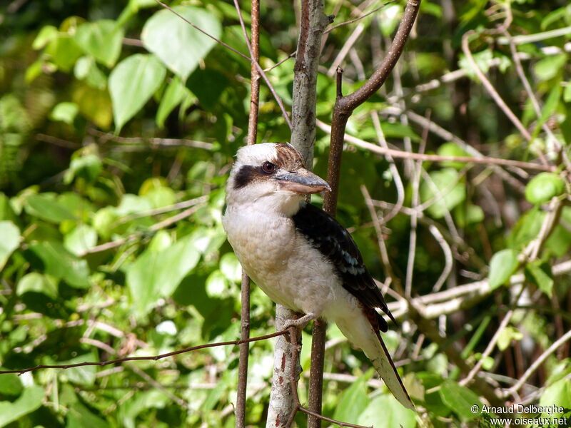 Laughing Kookaburra