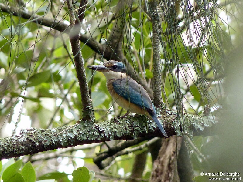 Sacred Kingfisher