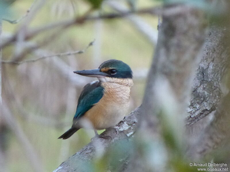 Sacred Kingfisher