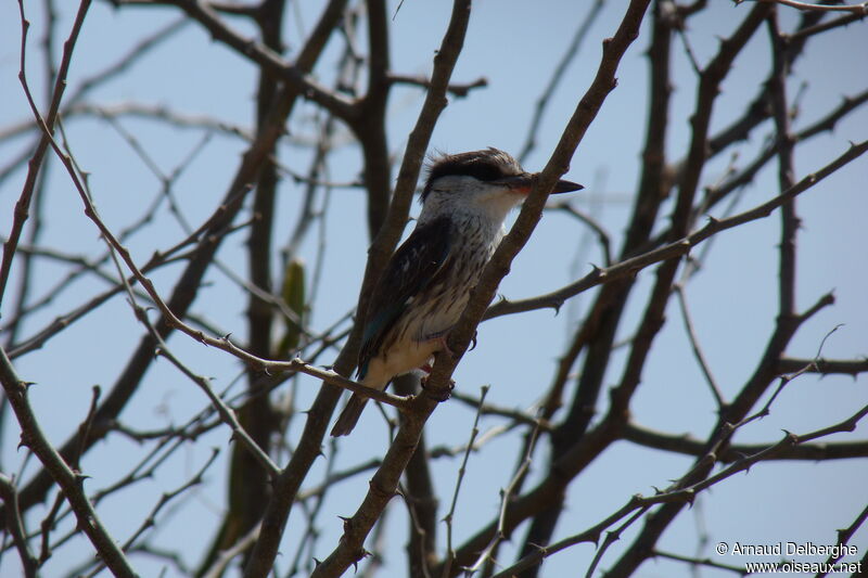 Striped Kingfisher