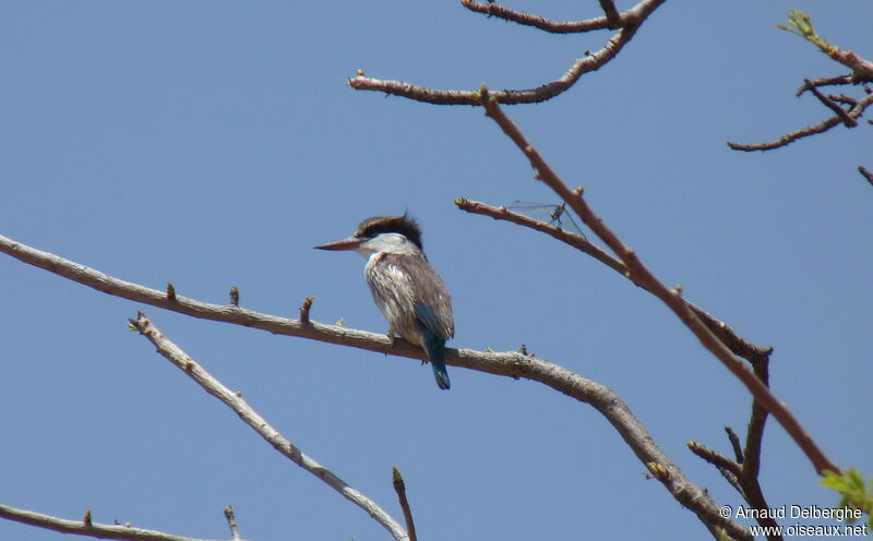 Striped Kingfisher