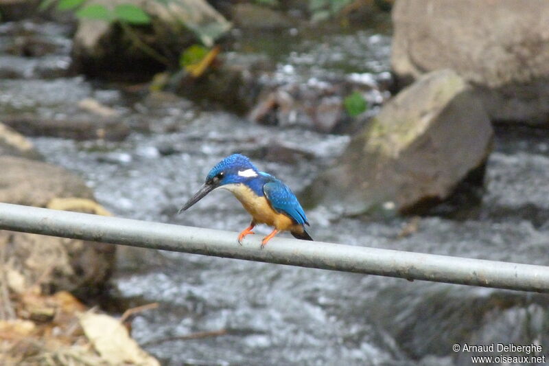 Half-collared Kingfisher