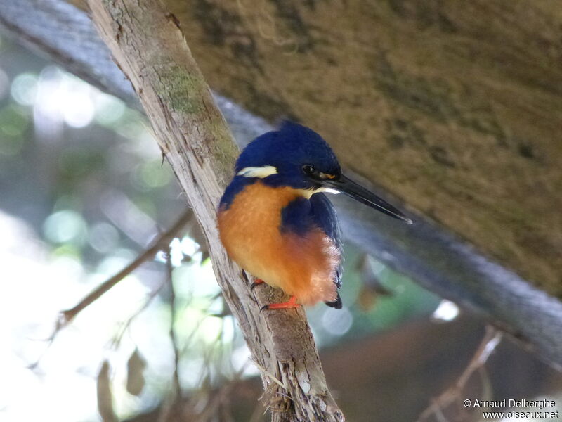 Azure Kingfisher