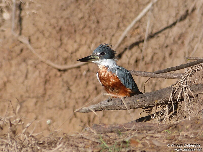 Martin-pêcheur à ventre roux