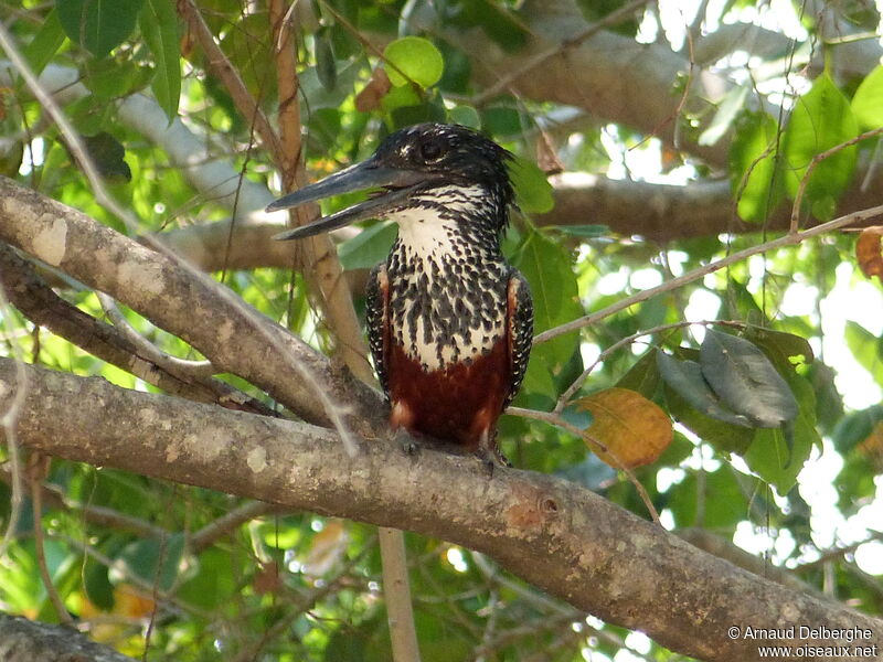 Giant Kingfisher