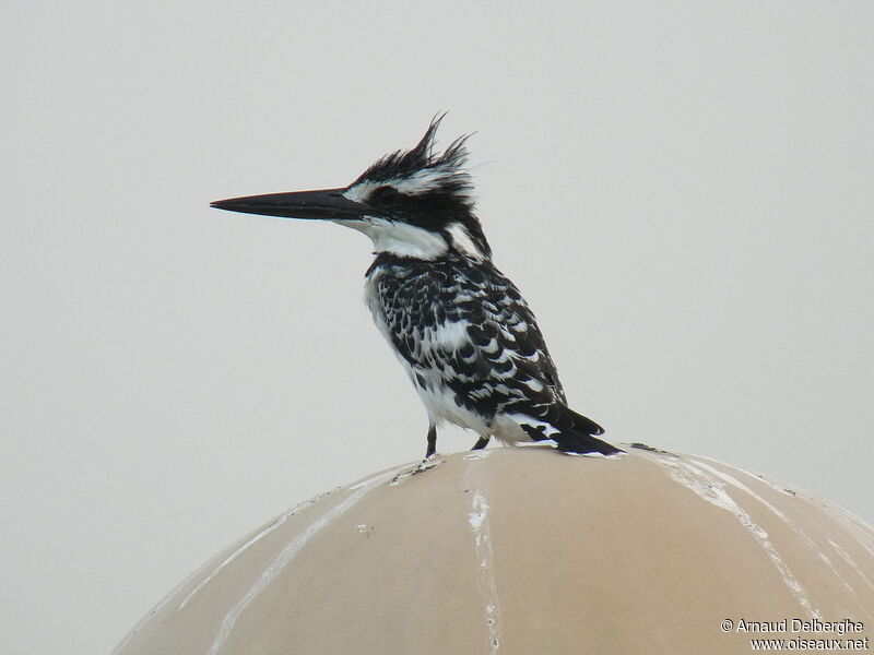 Pied Kingfisher