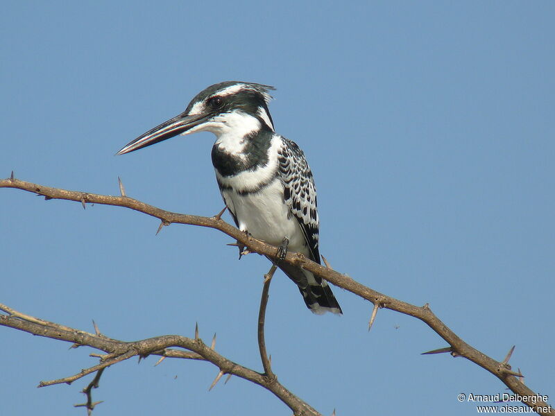 Pied Kingfisher