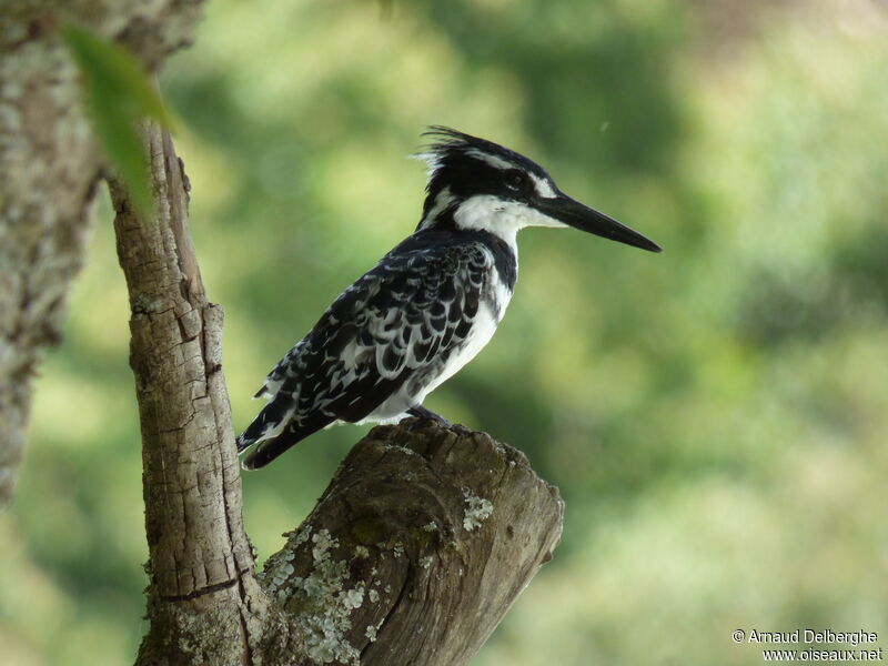 Pied Kingfisher