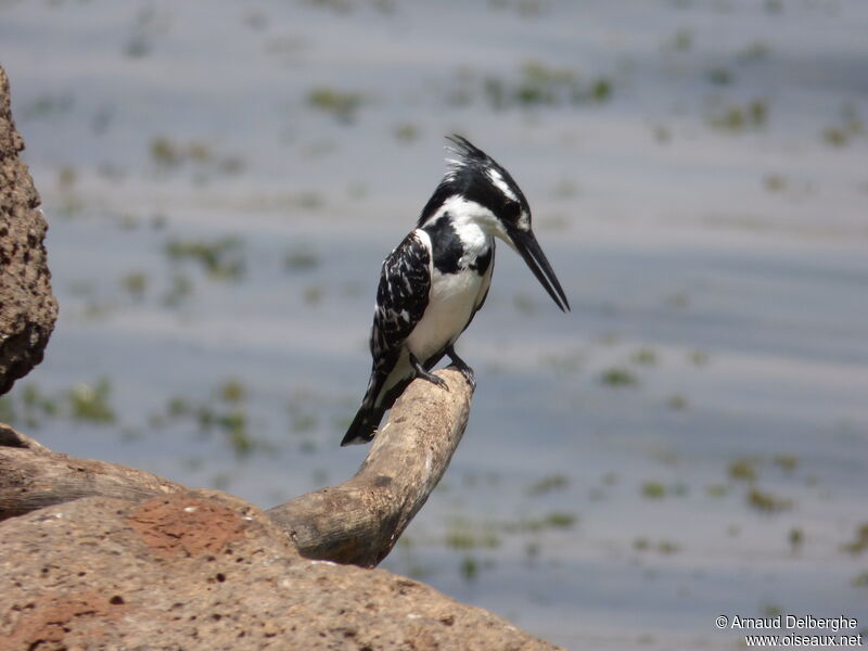 Pied Kingfisher