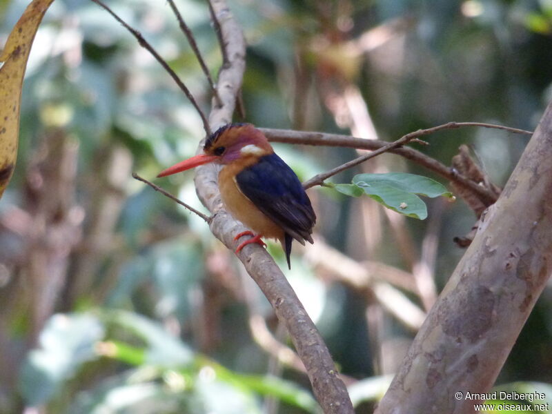 African Pygmy Kingfisher