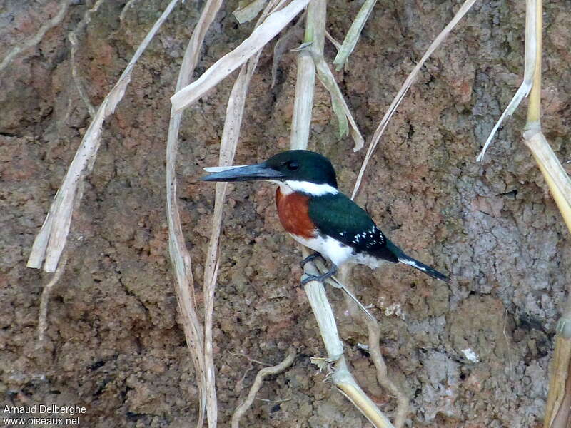 Green Kingfisher male adult, identification