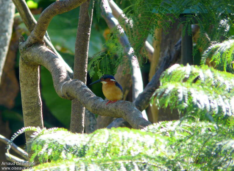 Martin-pêcheur vintsiadulte, habitat