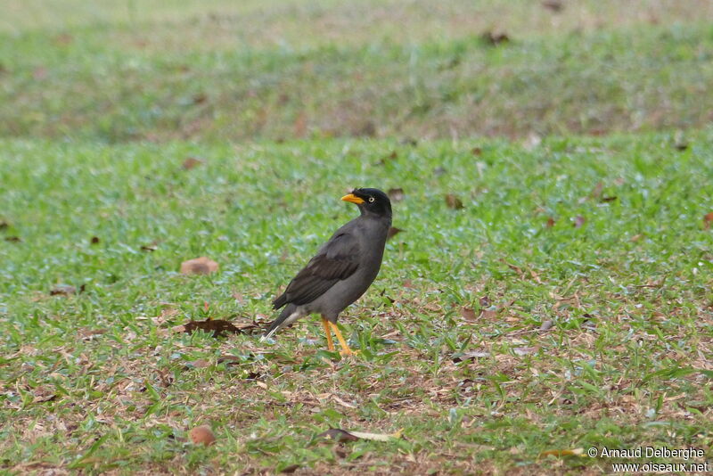 Javan Myna