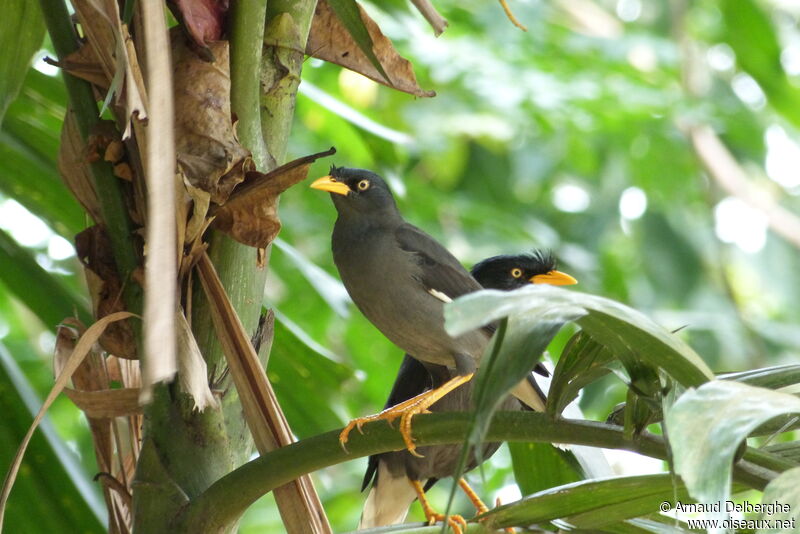 Javan Myna