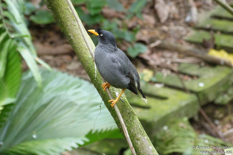 Javan Myna